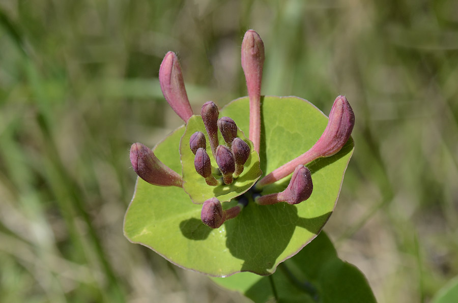 Lonicera caprifolium / Caprifoglio